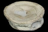 Cretaceous Fossil Shark Vertebra - North Sulfur River, Texas #164775-1
